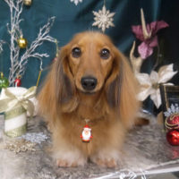 【山手店】2020年12月25日のワンちゃん達♪