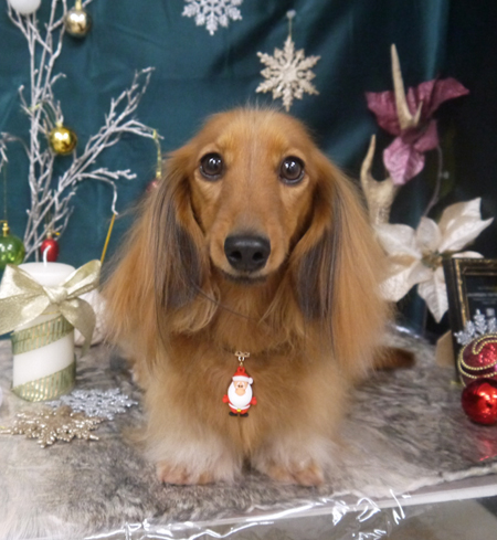 【山手店】2020年12月25日のワンちゃん達♪