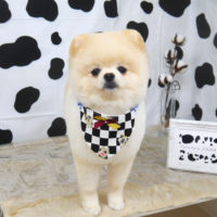 【山手店】2020年12月26日のワンちゃん達♪