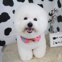 【山手店】2020年12月27日のワンちゃん達♪