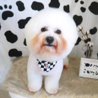 【山手店】2020年12月28日のワンちゃん達♪