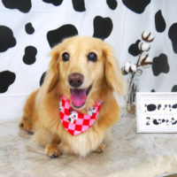 【山手店】2020年12月30日のワンちゃん達♪