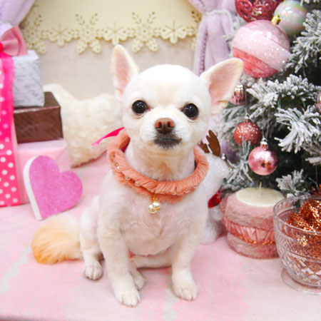 【池下店】2020年12月3日のワンちゃん達♪