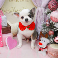 【池下店】2020年12月4日のワンちゃん達♪