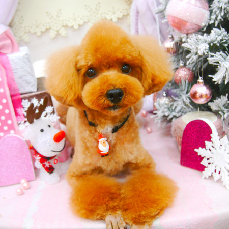 【池下店】2020年12月5日のワンちゃん達♪