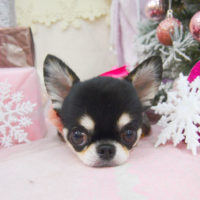 【池下店】2020年12月7日のワンちゃん達♪