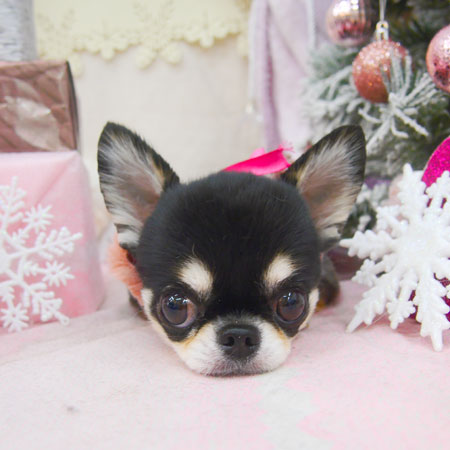 【池下店】2020年12月7日のワンちゃん達♪