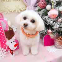 【池下店】2020年12月10日のワンちゃん達♪