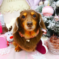 【池下店】2020年12月11日のワンちゃん達♪