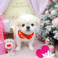 【池下店】2020年12月12日のワンちゃん達♪