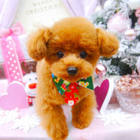 【池下店】2020年12月14日のワンちゃん達♪