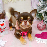 【池下店】2020年12月17日のワンちゃん達♪