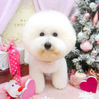 【池下店】2020年12月18日のワンちゃん達♪