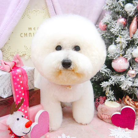 【池下店】2020年12月18日のワンちゃん達♪