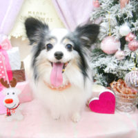 【池下店】2020年12月19日のワンちゃん達♪