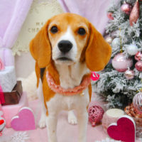 【池下店】2020年12月21日のワンちゃん達♪