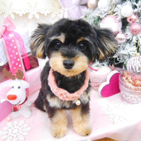 【池下店】2020年12月23日のワンちゃん達♪