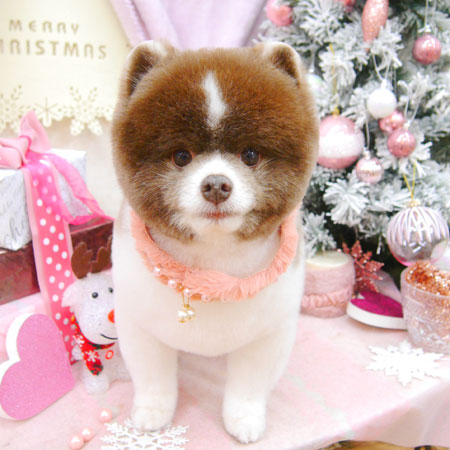 【池下店】2020年12月24日のワンちゃん達♪