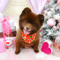 【池下店】2020年12月25日のワンちゃん達♪