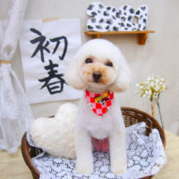 【池下店】2020年12月26日のワンちゃん達♪