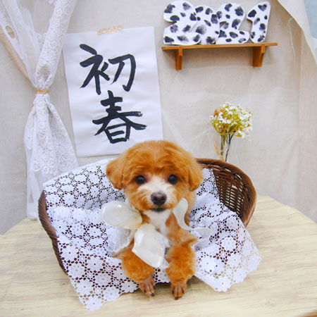 【池下店】2020年12月28日のワンちゃん達♪