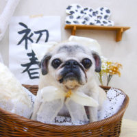 【池下店】2020年12月30日のワンちゃん達♪