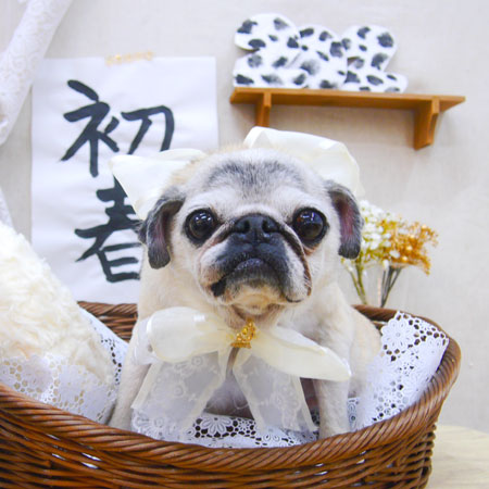 【池下店】2020年12月30日のワンちゃん達♪