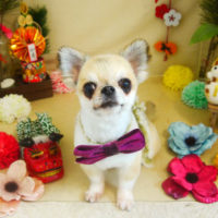 【本店】2021年1月8日のワンちゃん達♪