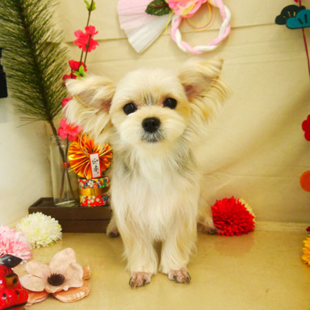 【本店】2021年1月10日のワンちゃん達♪