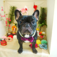 【本店】2021年1月11日のワンちゃん達♪