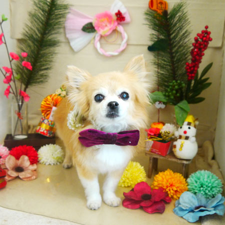 【本店】2021年1月14日のワンちゃん達♪