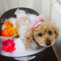 【本店】2021年1月15日のワンちゃん達♪