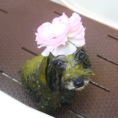 【本店】2021年1月16日のワンちゃん達♪