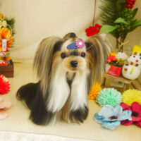 【本店】2021年1月17日のワンちゃん達♪