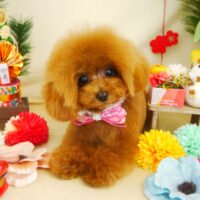 【本店】2021年01月18日のワンちゃん達♪