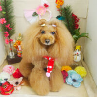 【本店】2021年01月21日のワンちゃん達♪