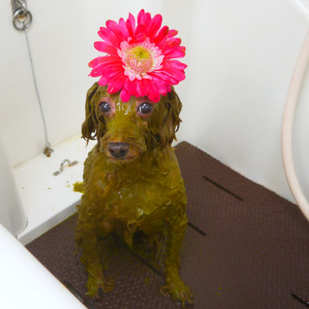 【本店】2021年1月22日のワンちゃん達♪