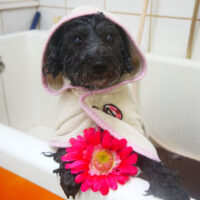 【本店】2021年1月23日のワンちゃん達♪