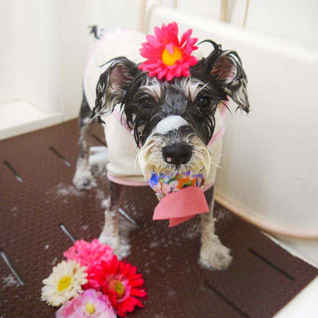 【本店】2021年1月24日のワンちゃん達♪