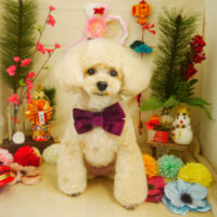 【本店】2021年1月25日のワンちゃん達♪