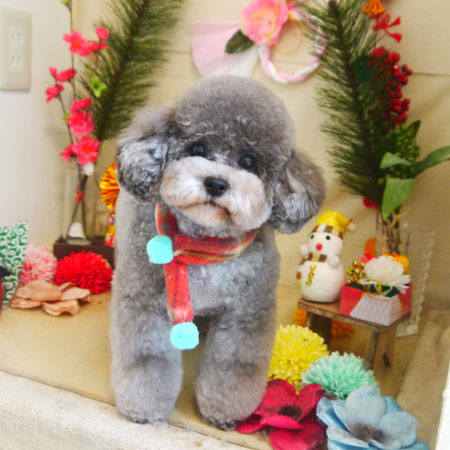 【本店】2021年1月27日のワンちゃん達♪