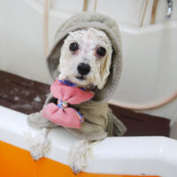 【本店】2021年1月28日のワンちゃん達♪