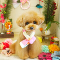 【本店】2021年01月29日のワンちゃん達♪