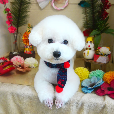 【本店】2021年1月30日のワンちゃん達♪