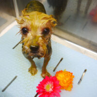 【本店】2021年1月31日のワンちゃん達♪