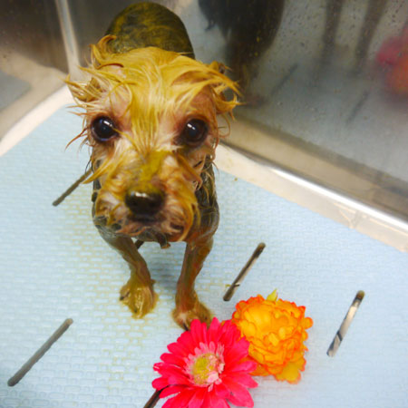 【本店】2021年1月31日のワンちゃん達♪