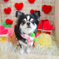 【本店】2021年2月1日のワンちゃん達♪