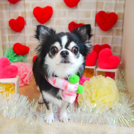 【本店】2021年2月1日のワンちゃん達♪