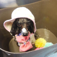 【本店】2021年02月05日のワンちゃん達♪