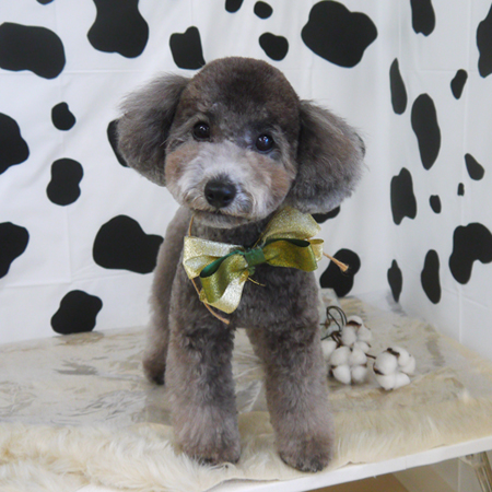 【山手店】2021年1月7日のワンちゃん達♪